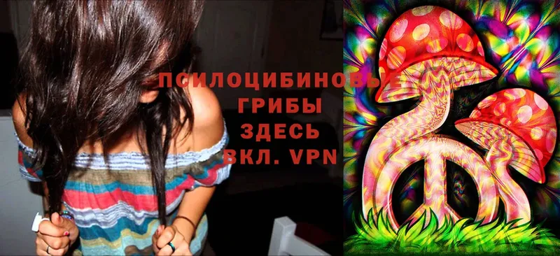 Галлюциногенные грибы Psilocybe  Алагир 